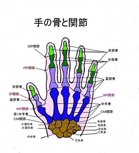 手 骨|手関節の解剖と運動：基本情報のまとめ 